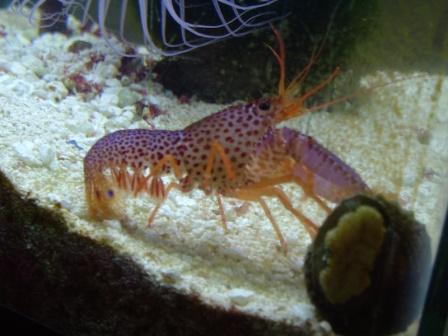Ive had him since I started saltwater just got eaten by the eel in feb. of 07 (poor guy)