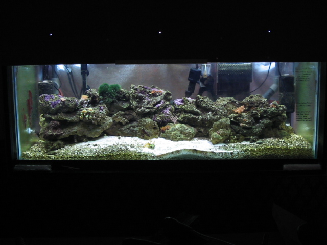 The current version of the soon to be reef w/ <br />
 2 175w 10k m.h., 2 10k 40w tubes and 2 40w...