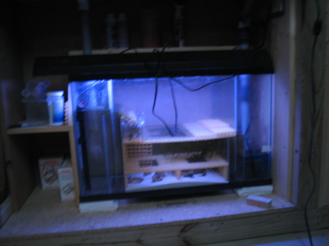 a 29 gallon tank with glass baffling, llive rock basket, and live sand and rock in the sump with...