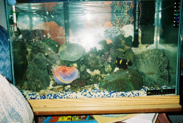 I really miss the clowns and the carpet anemone