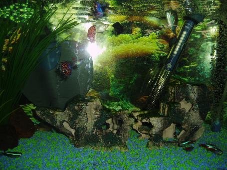 this is my tank