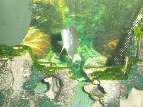 my male dwarf gourami