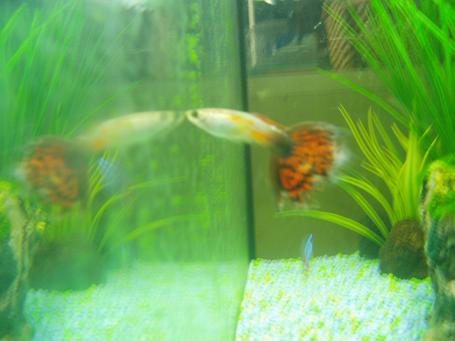 male fancy king red guppy