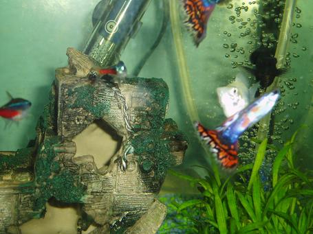 guppys tetras and balloon mollies