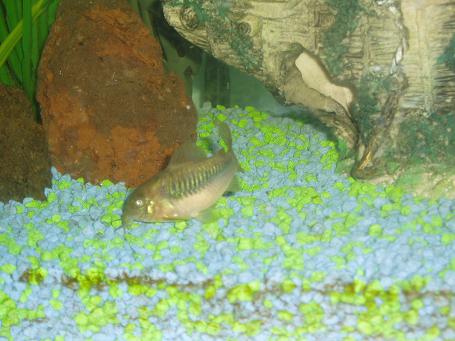 corydora