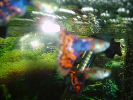 guppies