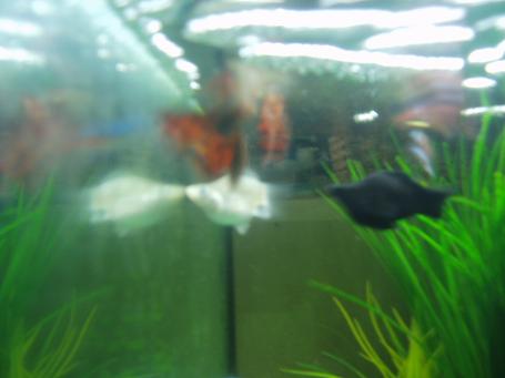 balloon mollies (black and white) and guppies