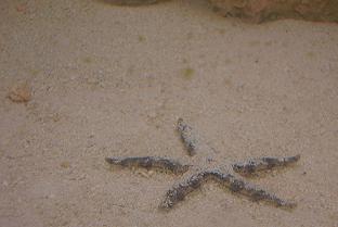 White Sand Star
