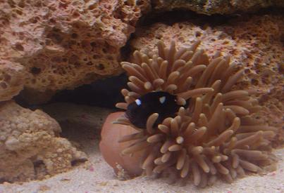 Ever heard of damsels living in an anemone?!?