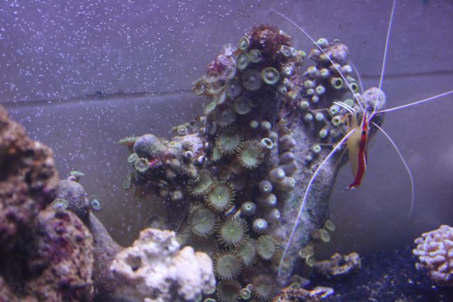 Nice yellow zoos<br />
Cleaner shrimp <img src="styles/default/xenforo/clear.png"...