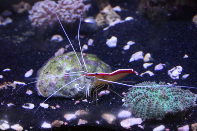 Shrimp<br />
Gigas Clam<br />
Frilly Shroom
