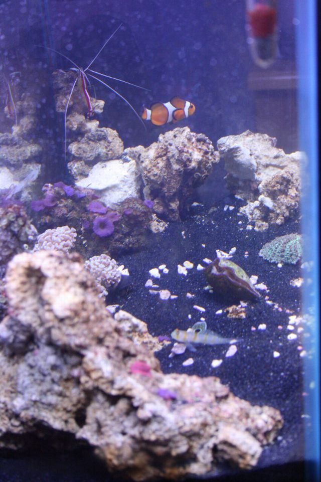 Everything!<br />
clown, randall&#039;s, shrimp, zoos, shrooms, clam !