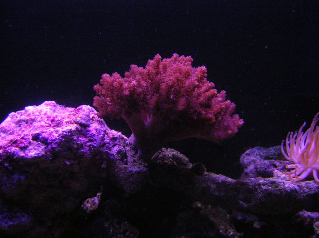 i love this coral, its so hardy