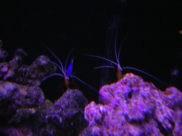 the cleaning duo. Theyre from completely different LFS and they paired up really nicely