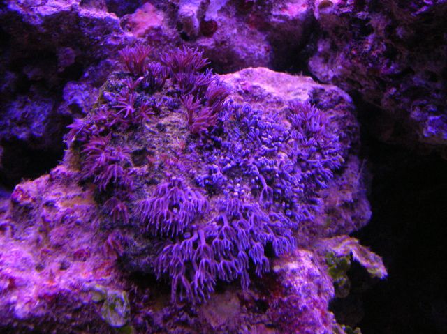 this was taken after we put some new live rock in, its kinda pissed off, perhaps the anemone stung...