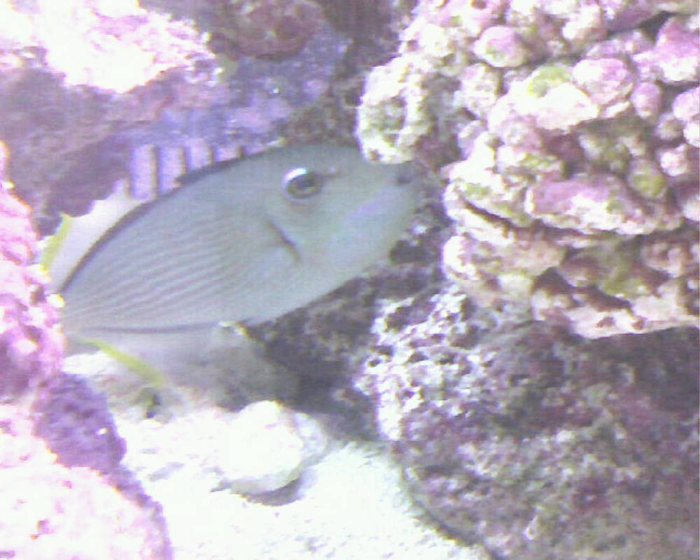 Blue Throat Trigger (Male)