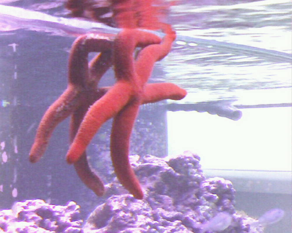 star fish
