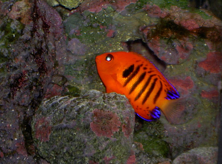 I finally bought a Flame Angel. (S)He&#039;s settled in well, eating algae and flake food. No...