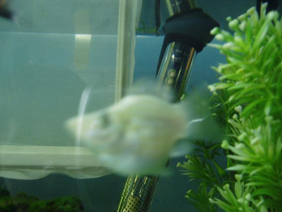 my balloon molly mum