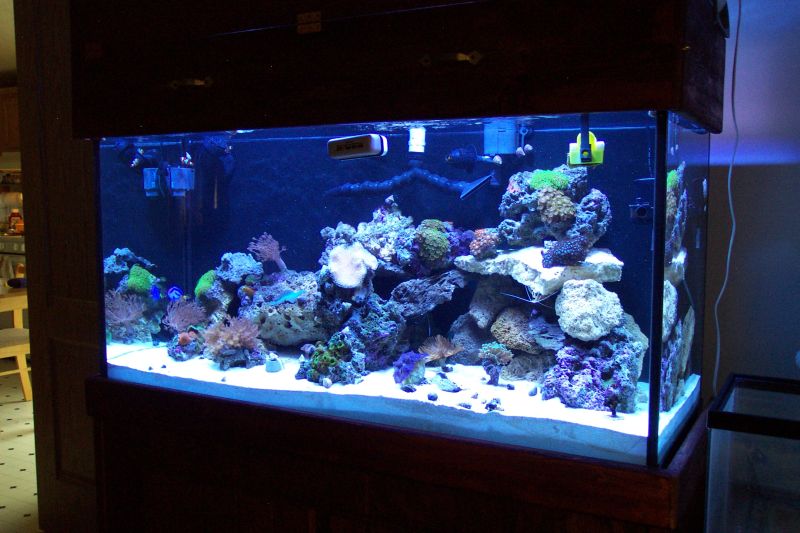 new 90 gal 1 month old