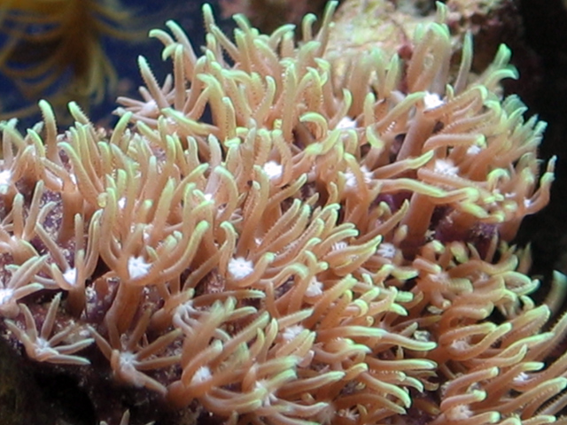 Purchased from Aqua Zoo, Neptune Beach