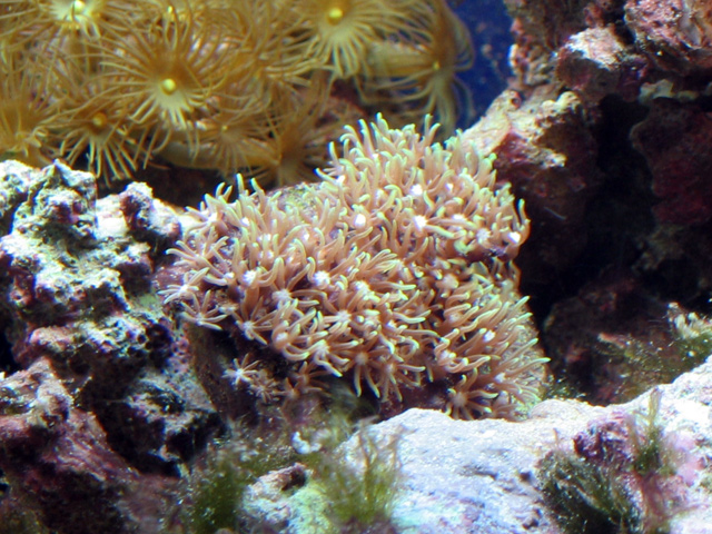 Purchased from Aqua Zoo, Neptune Beach