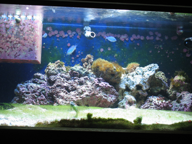 current tank, some new rocks and coral