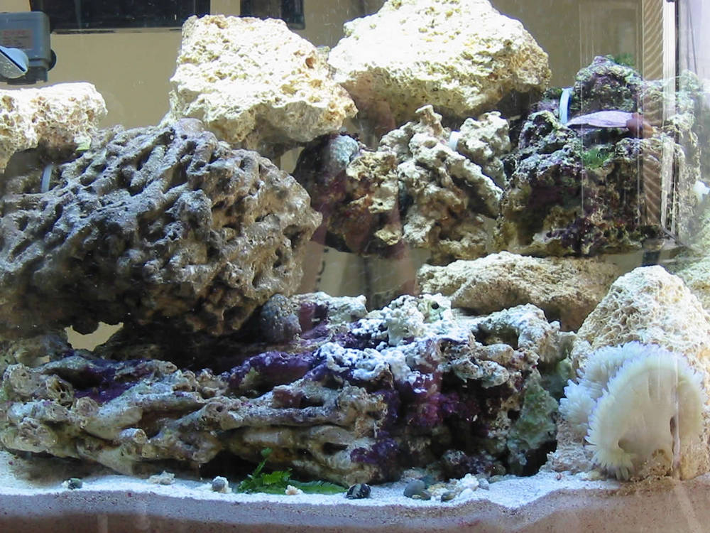 A work in progress. This is the tank at 45 days.