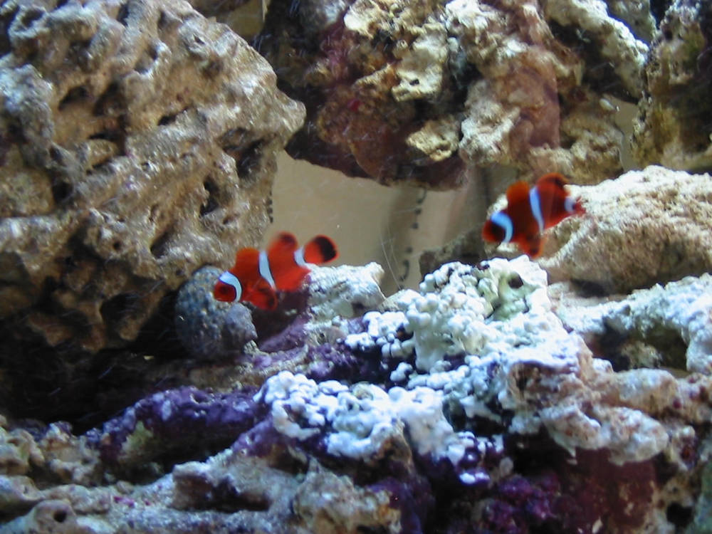 My 2 maroon clowns.
