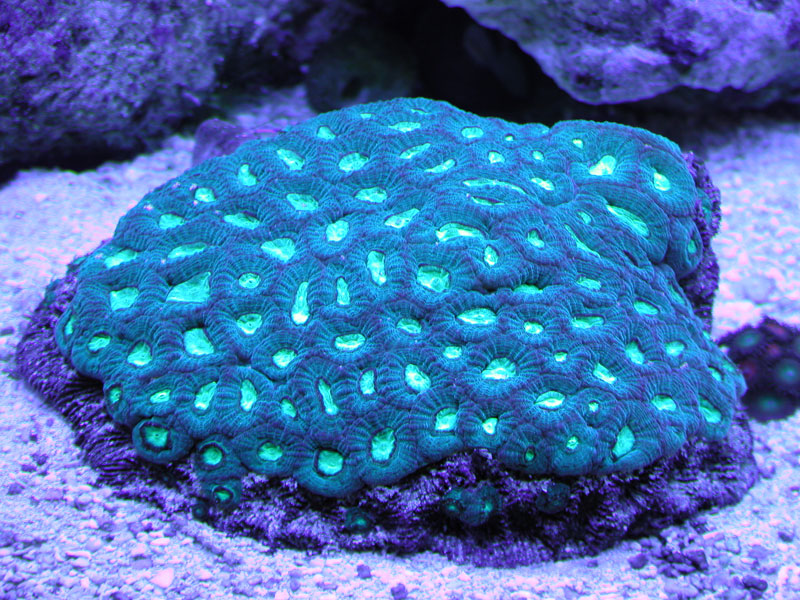 Favia Brain under Actinic lighting