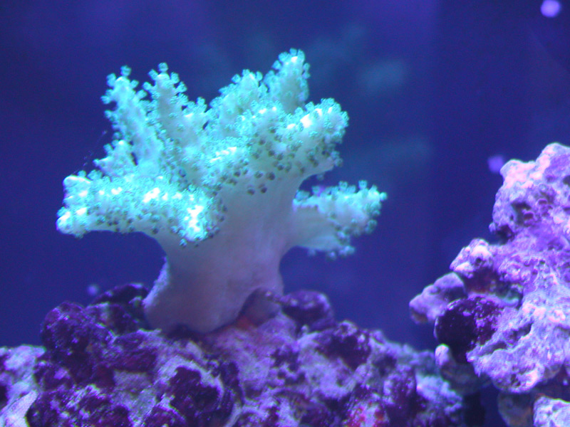 White Nepthia under Actinic Lighting