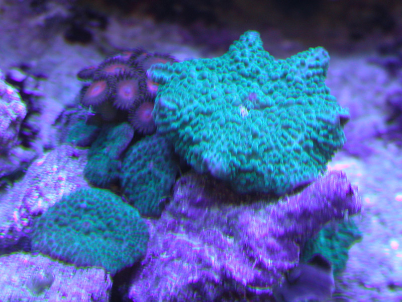 Metallic Green Mushrooms under Actinic Lighting