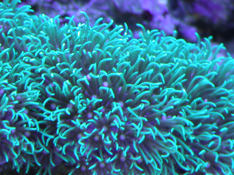 Green Star Polyps under Actinic Lighting
