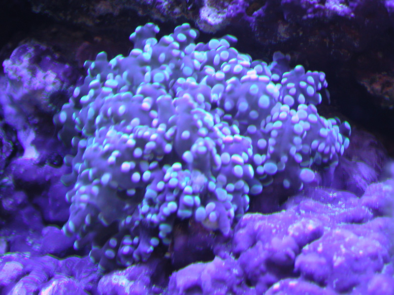 Green Tipped Frogspawn