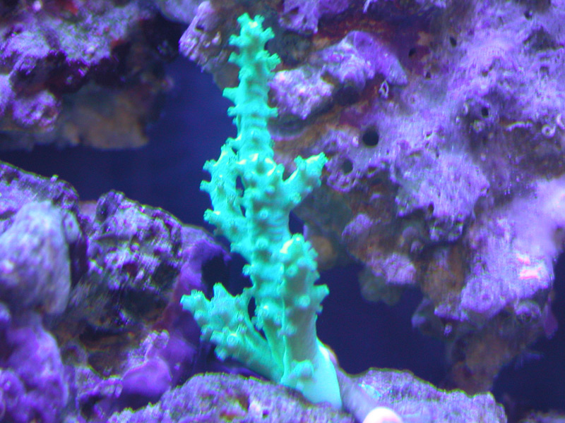 Green Sinularia