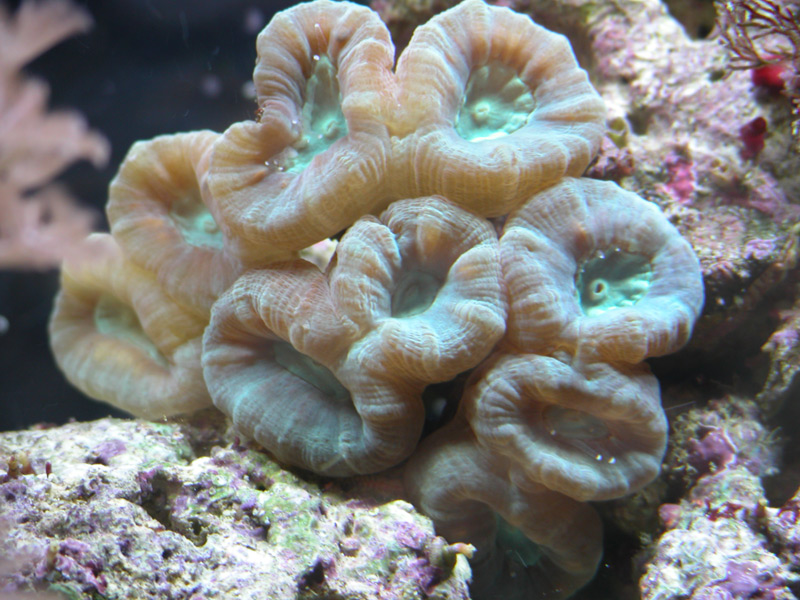Candy Coral