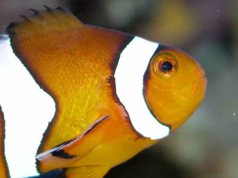 Ocellaris species or False Percula Clownfish