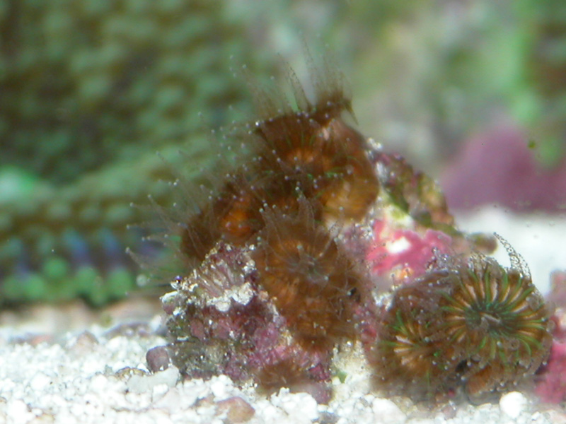 Carribean Cup Coral