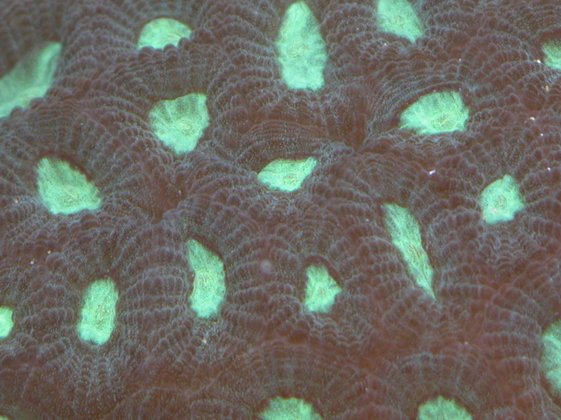 Favia Brain