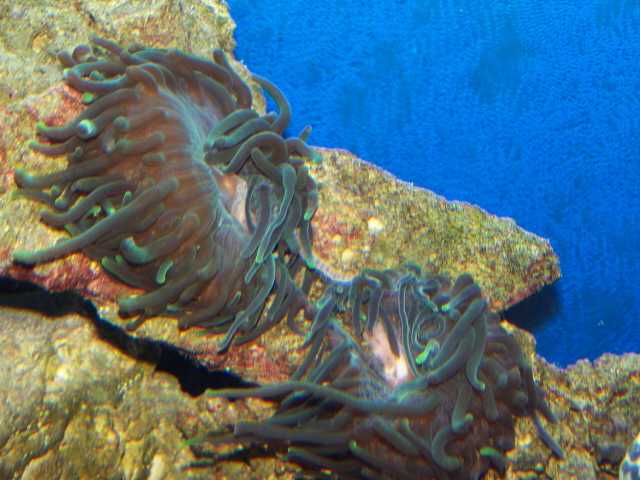 anemone splitting
