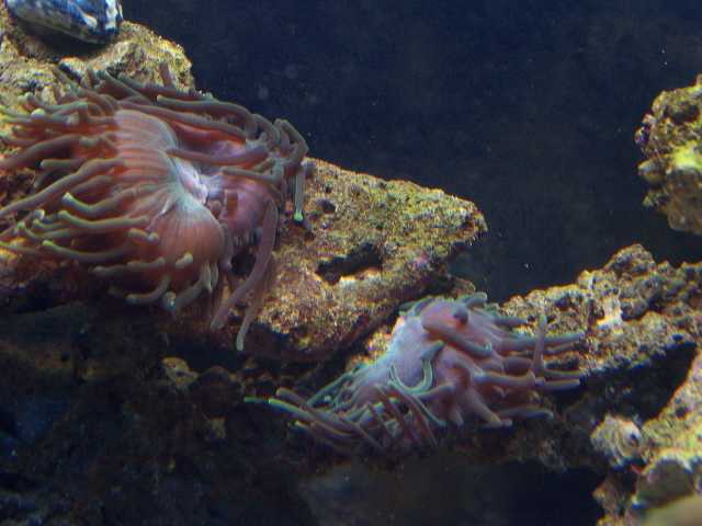 anemone made 2