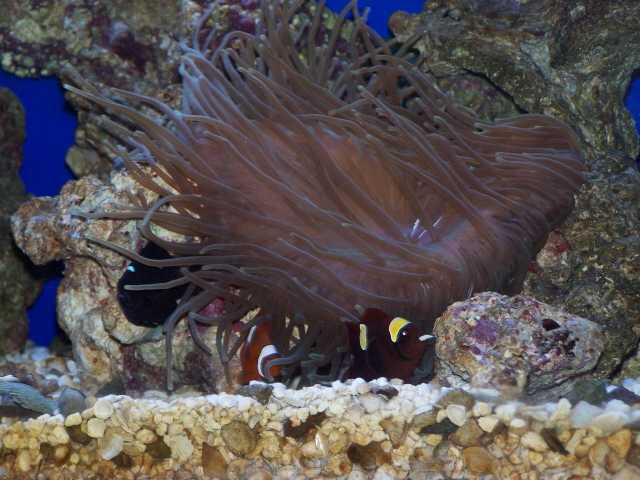 our 2 clowns and a domino damsel in the bubble tip