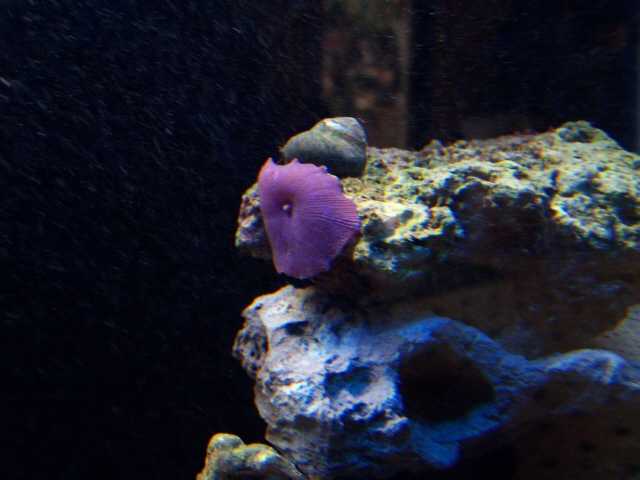 The lone mushroom