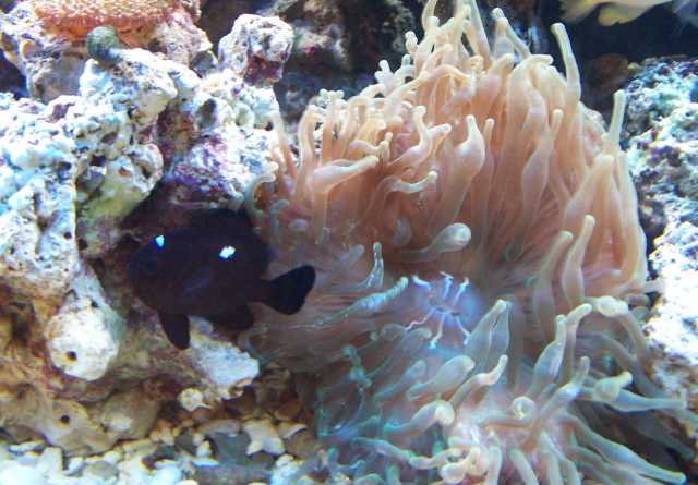 The domino was the first one to say hi to the new bubble tip