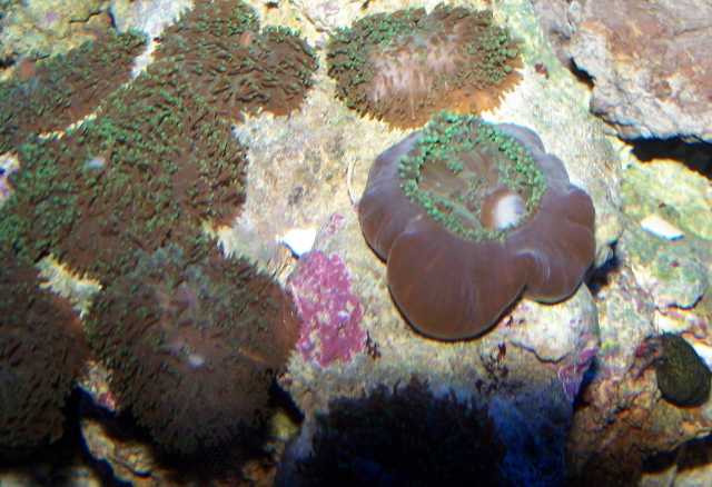 mushroom feeding