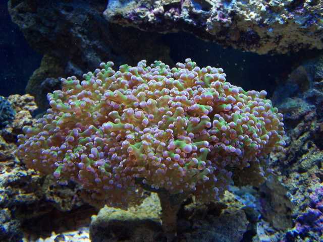 My wifes frog spawn