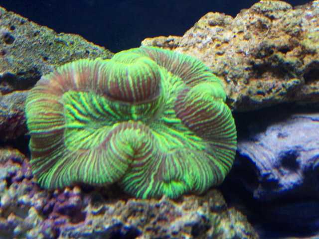 Green open brain