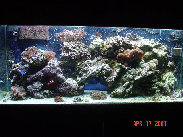 This was the last pic I took of the 55 gal before I moved all the rock and coral to the 265 gal...
