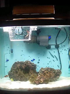 Added live rock, and an anemone.  The livestock has somewhat died off since version 1...