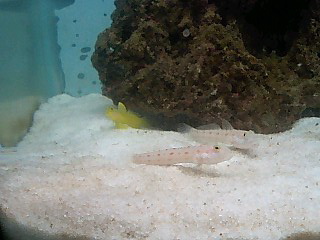 Happy Happy Joy Joy, I have gobies!